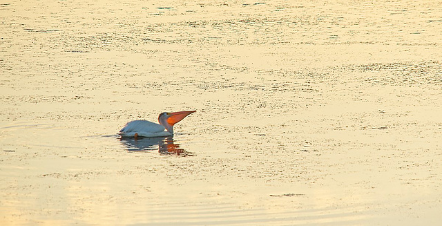 translucent pelican bill