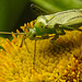 20230810 3809CPw [D~MS] Großes Flohkraut (Pulicaria dysenterica), Vierpunktige Zierwanze (Adelphocoris quadripunctatus), Rieselfelder Münster