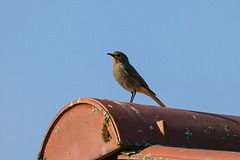 Rotschwänzchen -20260510