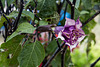 20141129 5684VRAw [CY] Stechapfel (Datura agg), Bellapais Abtei, Kyrenia, Nordzypern