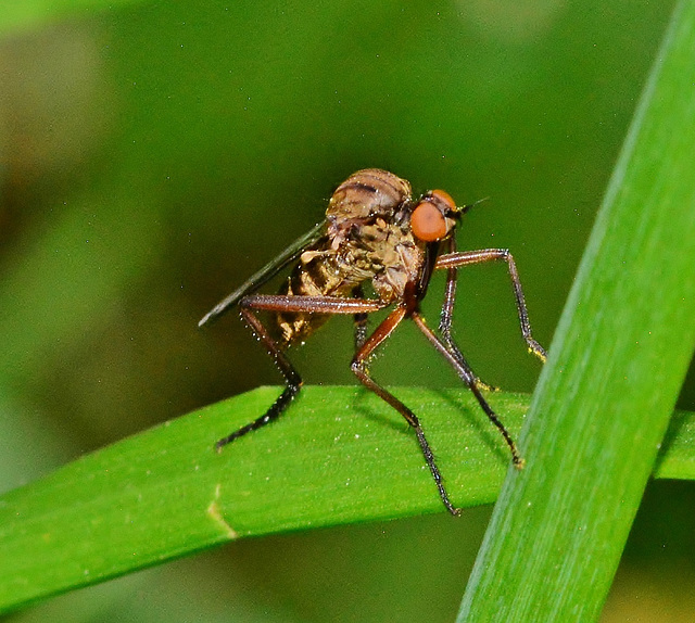 Anthomyiid Fly ??