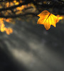 golden leaf