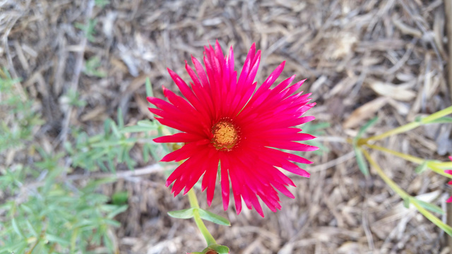 A mesembryanthemum species from southern africa in our garden