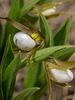 Cypripedium candidum (Small White Lady's-slipper orchid)