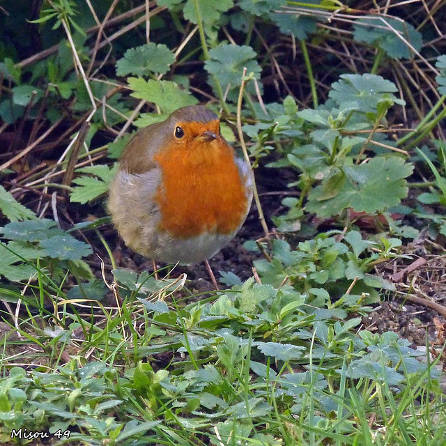 Dans mon jardin