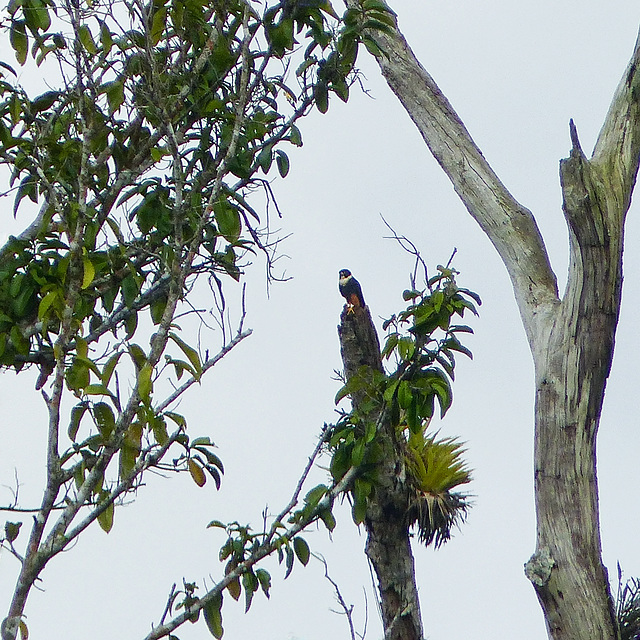 Bat Falcon, Trinidad