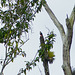 Bat Falcon, Trinidad