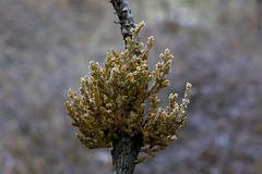 Frosty Mistletoe