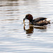 Little grebe