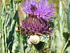 DSCF9818+++
