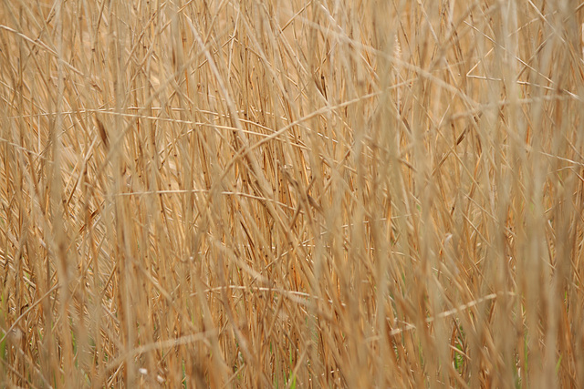 Into the Reeds