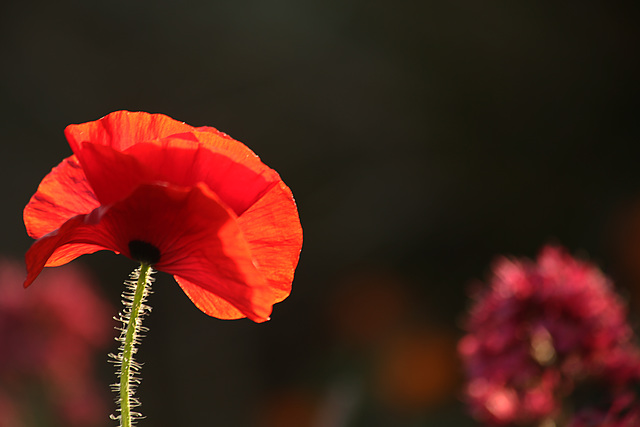 Balcony Poppy