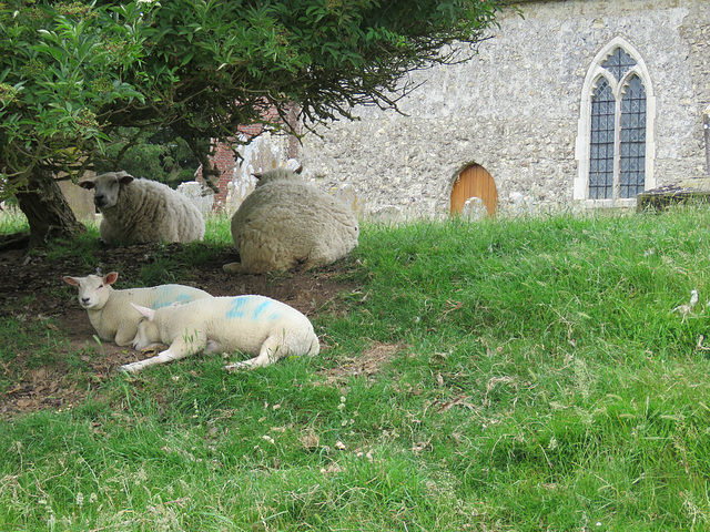 warehorne church, kent (31) sheltering sheep in the heat