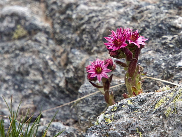 Flowers between the rocks at the upper lake of Lausfer