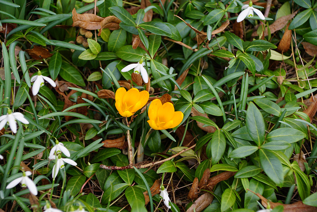 Krokusse und Schneeglöckchen