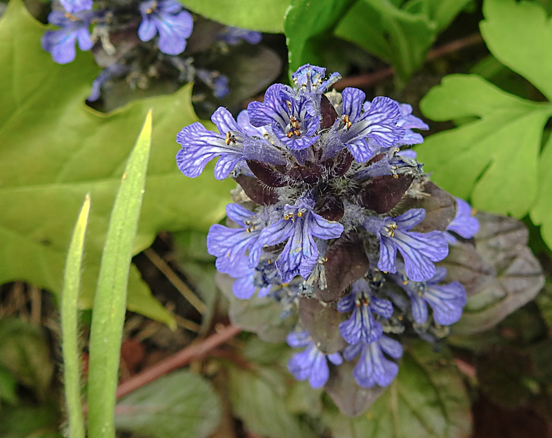 20200520 7566CPw [D~LIP] Kriechender Günsel (Ajuga reptans 'Atropurpurea'), Bad Salzuflen