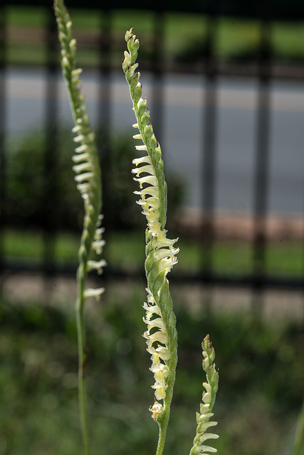 Spiranthes laciniata (Lace-lipped Ladies'-tresses orchid)