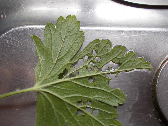 oaw[I] - sawfly larvae {1 of 2}