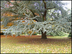silver tree in the park