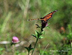Papillon Monarque