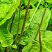 20230810 3810CPw [D~MS] Breit-Wegerich (Plantago major agg), Rieselfelder Münster