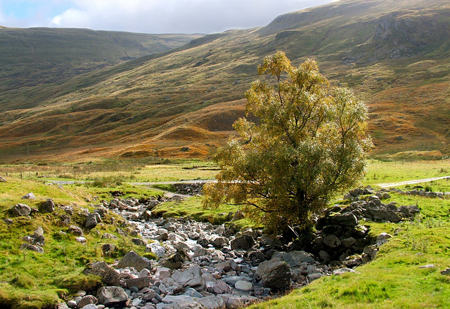 Shimmering Tree