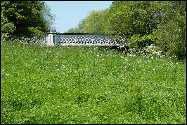 spring green grass