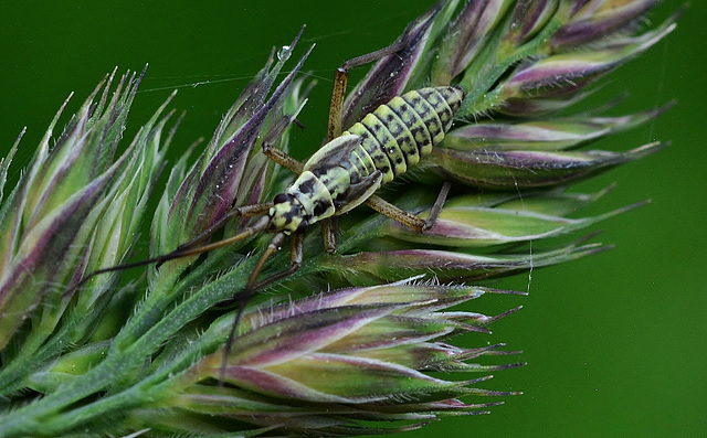 Plant Bug??