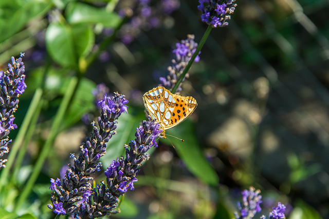 Lavendel und ein "Kleiner Perlmuttfalter"