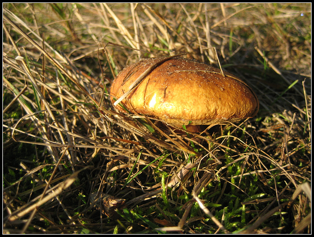 350/365 - The latest mushroom fund