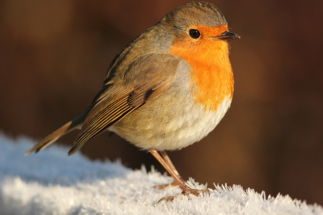 robin et  le givre