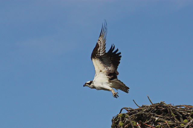 Osprey