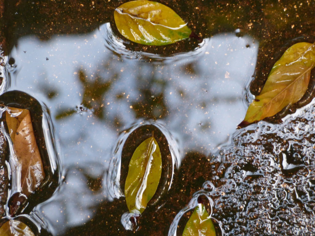 Hojas de aguas