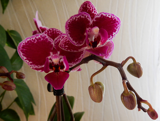 Orchideenzauber (3)