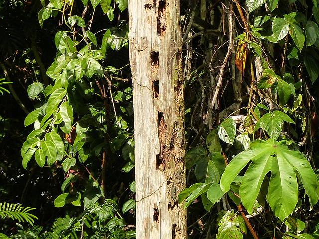 Bird activity?, Trinidad