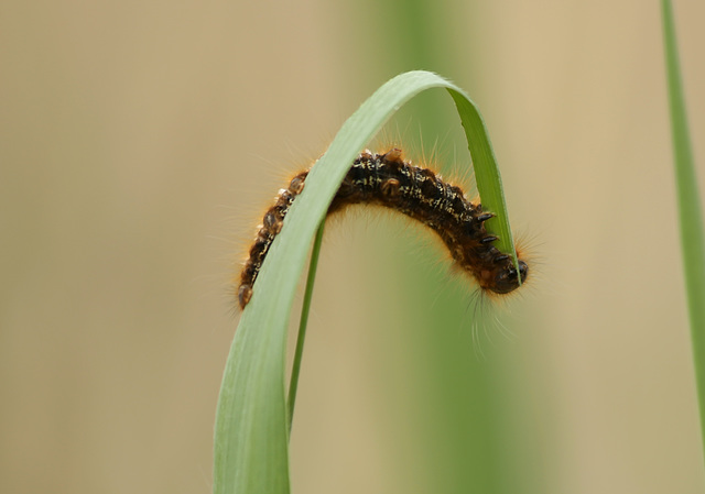 Drinker Moth Caterpillar