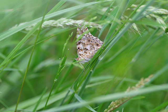 Schmetterlingspirsch im hohen Gras (Vanessa cardui)