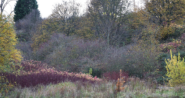 Layers Of Autumn