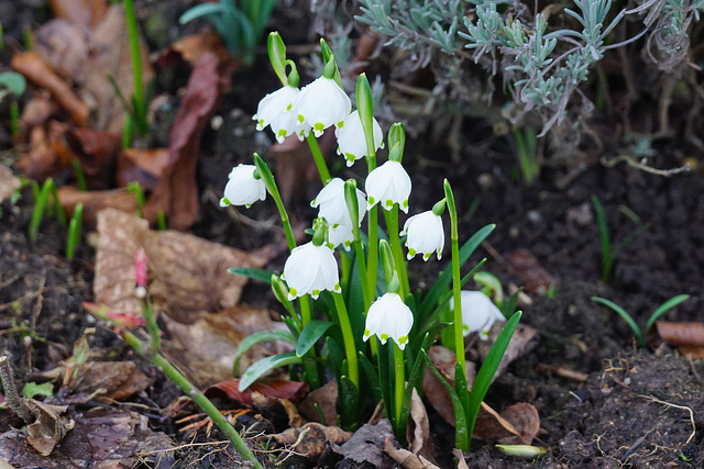 Märzenbecher im Februar