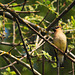 Cedar waxwing on a branch