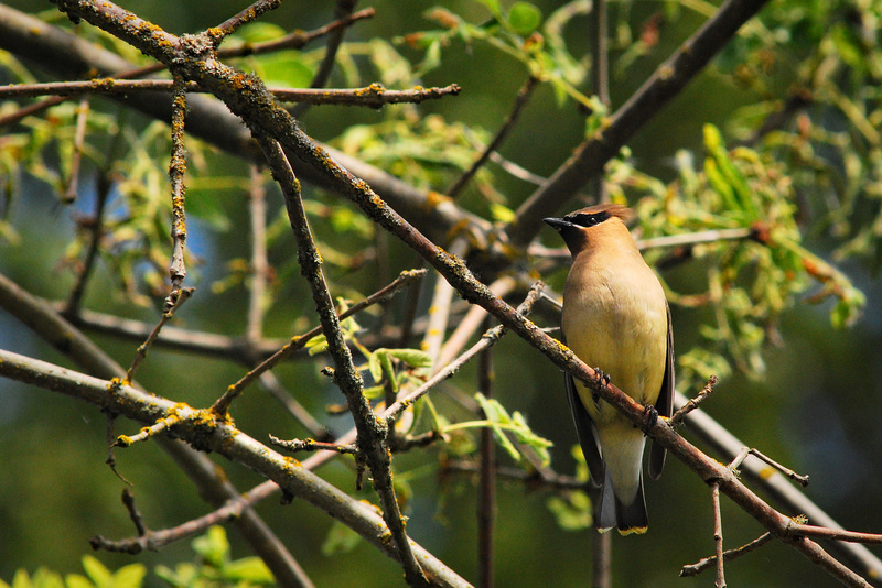 Cedar waxwing on a branch