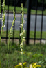 Spiranthes laciniata (Lace-lipped Ladies'-tresses orchid)