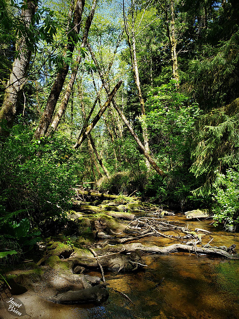 Breathtaking Spencer Creek at Beverly Beach State Park (+4 insets!)