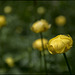 Rovell d'Ou (Trollius Europaeus)