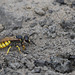 Philanthus triangulum