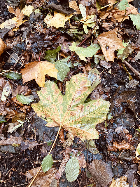 Wet Autumn