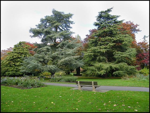 trees in the park