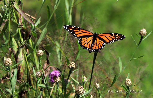 Papillon Monarque