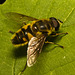 EF7A9913 Batman Hoverfly-1