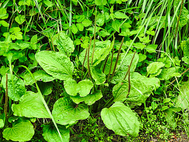 20230810 3811CPw [D~MS] Breit-Wegerich (Plantago major agg), Rieselfelder Münster